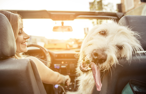 How to Get Rid of Pet Hair in Your Car